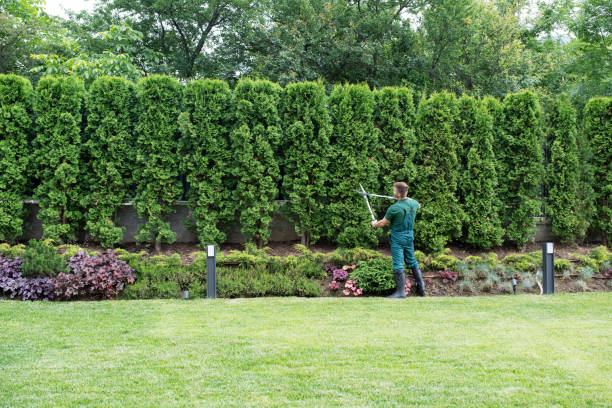 Best Tree Pruning Services  in Livonia, MI